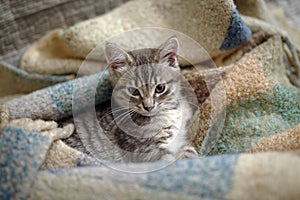 Kitten lying on top of blanket