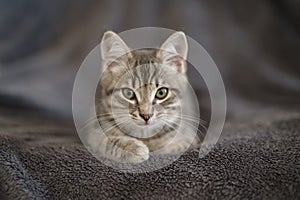 Kitten lying on top of blanket