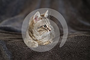 Kitten lying on top of blanket