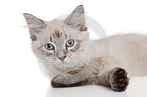 Kitten lying on a white background