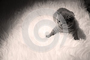 Kitten lying on a white sheepskin