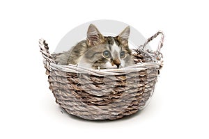 Kitten lying in a wicker basket isolated on white background