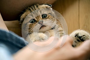 Kitten lying on the wooden floor in the house and looking straight up. Little cat playing with human hands. Top view and close-up