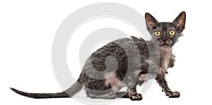 Kitten Lykoi cat, 3 months old