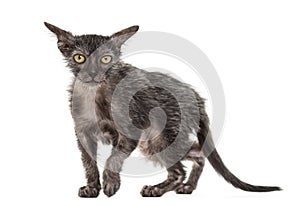 Kitten Lykoi cat, 3 months old