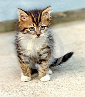 Kitten of Maine Coon