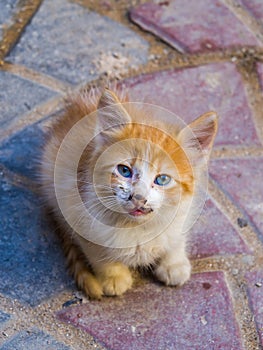 Kitten in medina of Safi, Morocco