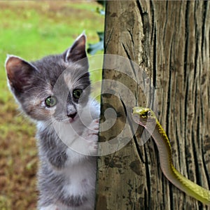 Kitten Meets Snake