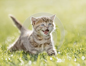 Kitten meowing in the green grass