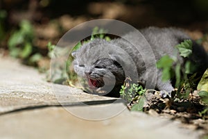 Kitten meows in the garden