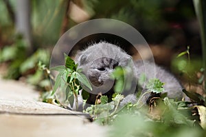 Kitten meows in the garden