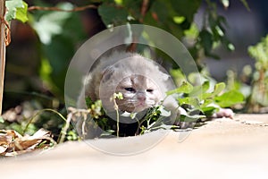 Kitten meows in the garden