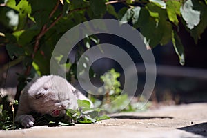 Kitten meows in the garden