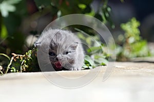 Kitten meows in the garden