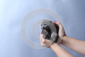 Kitten meows in hands of woman