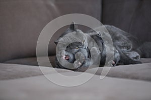 Kitten with mom cat playing on the couch