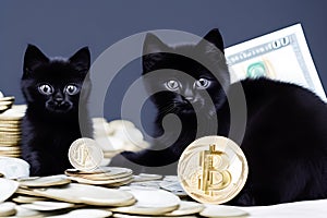 Kitten money, black cat with bitcoins, kitten on a pile of money