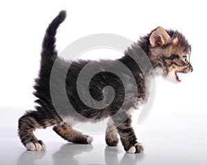 Kitten with mouth open meowing