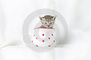 Kitten in a mug