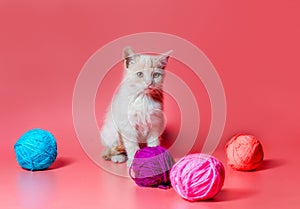 kitten with multi-colored balls of woolen threads on a pink background