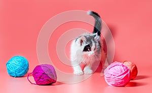 kitten with multi-colored balls of woolen threads on a pink background