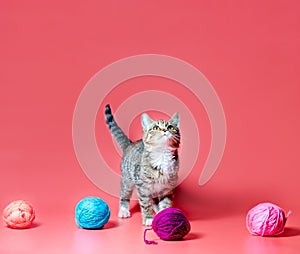 kitten with multi-colored balls of woolen threads on a pink background
