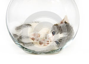 Kitten napping in a fishbowl