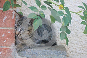 Kitten near the wall under the leaves