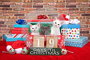 Kitten nineteen days til Christmas