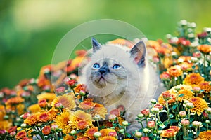 Kitten in orange chrysanthemums flowers