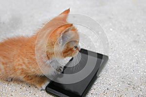Kitten orange-red small, a cat with cell phone black on table polished stone