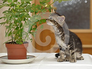 Kitten overturning flower