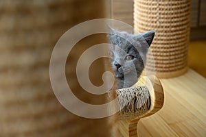 Kitten peeking, Blue British Shorthair cat hiding behind cat toys and peeking, Cat playing hide and seek