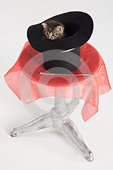 Kitten peeking out of the cylinder reclining on