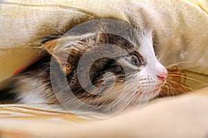 Kitten peeping out from under the blanket