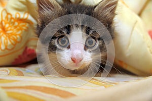 Kitten peeping out from under the blanket