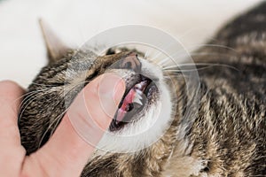 Kitten with permanent teeth erupting