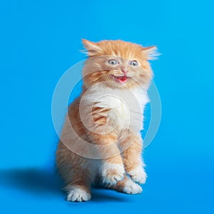 Kitten Persian on a blue screen background