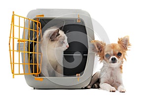 Kitten in pet carrier and chihuahua