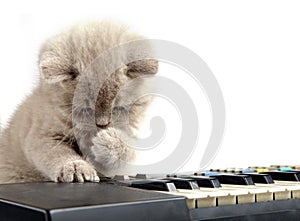 Kitten and piano