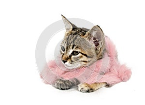 Kitten in Pink Feather Boa