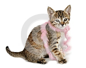 Kitten in Pink Feather Boa