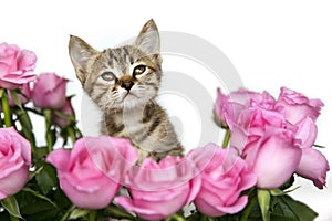 Gatito en rosa rosas 