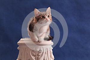 Kitten on plaster ornament expectantly looking upwards