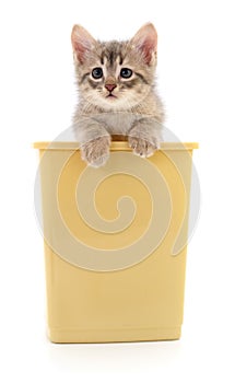 Kitten in a plastic container