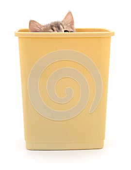 Kitten in a plastic container