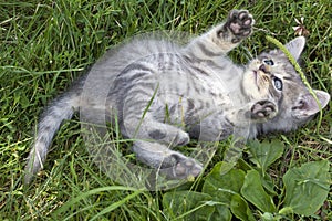 Kitten playing.