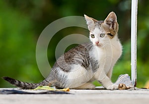 Kitten playing