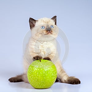 Kitten playing with apple