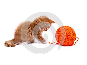 Kitten playing with ball of wool